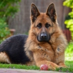 German Shepherd Dog