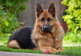 German Shepherd Dog