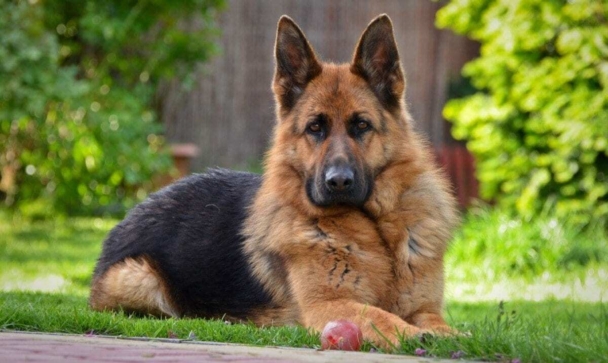 German Shepherd Dog