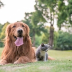 The Most Important Supplements and Winter Health Tips for Pets