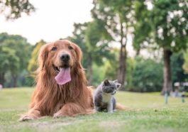 The Most Important Supplements and Winter Health Tips for Pets