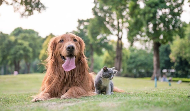 The Most Important Supplements and Winter Health Tips for Pets