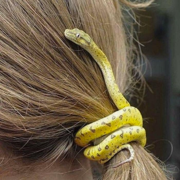 A Python addict girl!! 😅😅