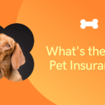 What's the Best Pet Insurance? 20 The best pet insurance