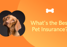 The best pet insurance