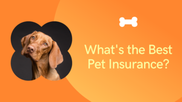 The best pet insurance