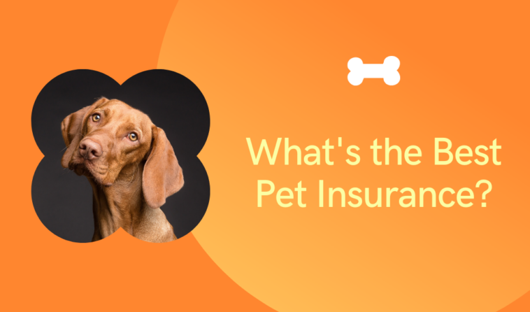 The best pet insurance