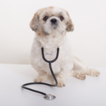 pet insurance