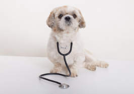 pet insurance