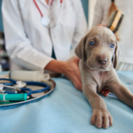 Four-Legged Finances: Unraveling the World of Pet Insurance 20 Pet insurance