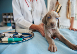 Pet insurance