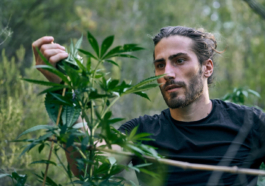 Cannabis Aficionados