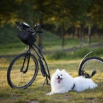 insurance for dogs
