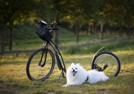 insurance for dogs