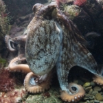 crypto kraken