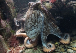 crypto kraken