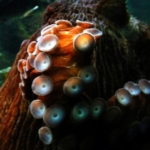 cryptocurrency kraken