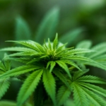 Vaping vs. Edibles: The Debate for Medical Marijuana Users 20 Medical Marijuana Users