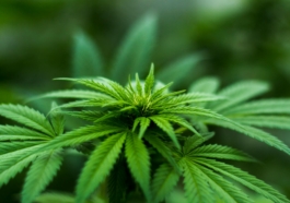 Medical Marijuana Users