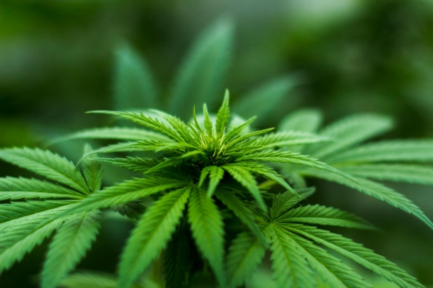Vaping vs. Edibles: The Debate for Medical Marijuana Users 3 Medical Marijuana Users