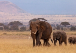 Study in Africa