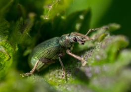 PEST analysis